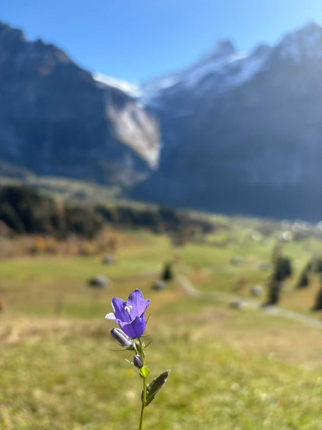 Interlaken Flowers
